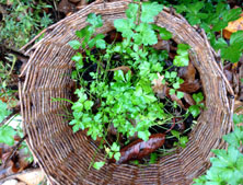 Foto von Petersilie im Garten, heute.