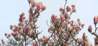 Blüten der Magnolie Foto von den Blüten des Baumes - heute.
