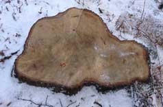 Foto von einem Baumstumpf mit der Nr. 45 ist abgebildet