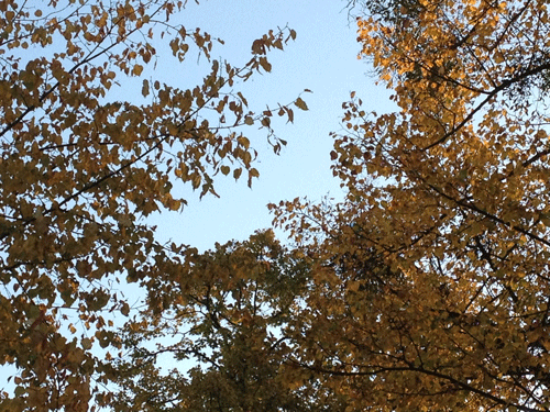 Abbildung Laubkronen im Herbst - alte Linden