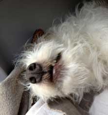 heute in der Hundehütte
</nospace>
<img width=222 height=327 border=0 src= Foto von Hund in einer Hundehütte.