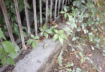 Foto von einem Zaun und Pflanzen - voll von Betonstaub - ist zu sehen.