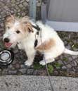 Foto von Hund in Berlin Foto von einem Hund mit Trinknapf in Berlin