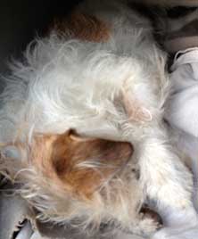 heute in der Hundehütte
</nospace>
<img width=222 height=310 border=0 src= Foto von Hund in einer Hundehütte.
