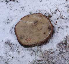 Foto von einem Baumstumpf mit der Nr. 79 ist abgebildet