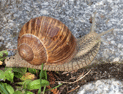 Foto von einer Schnecke im Garten.