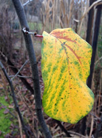Foto von Blatt am Baum heute. Foto von einem Blatt am Baum ist zu sehen - heute.