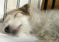 Parson Russell Terrier sonnt sich