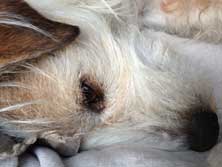 heute in der Hundehütte Foto von Hund in einer Hundehütte.