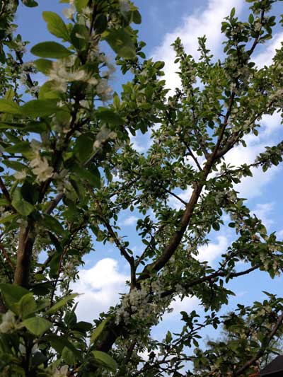 Blühender Mirabellenbaumzweig Foto von einem blühenden Mirabellenbaum.