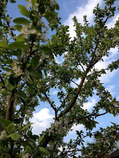 Foto von einem blühenden Mirabellenbaum.