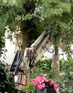 Foto von dem Bagger in den Ästen Linde heute.