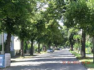 Lindenallee der Eisenbahnstraße in Werder Allee
