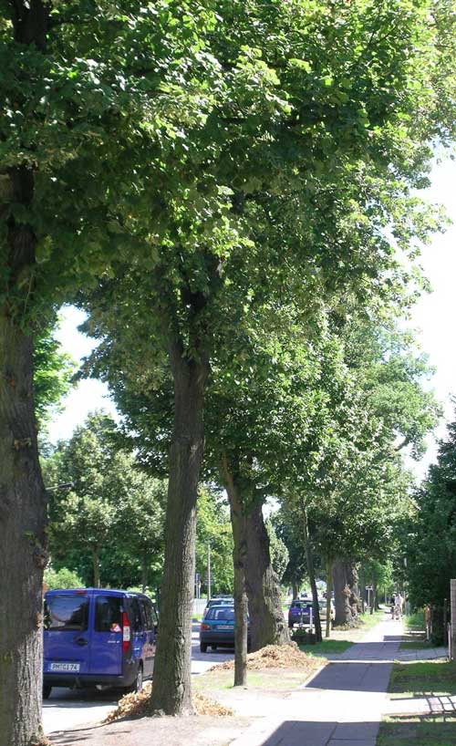 Alleebäume auf der westlichen Straßenseite, die im Gutachten mehrmals erwähnt wird Foto von großen Alleebäumen in der Eisenbahnstraße sind zu sehen