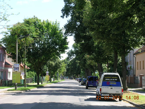 Blick in die Straße mit Baumallee