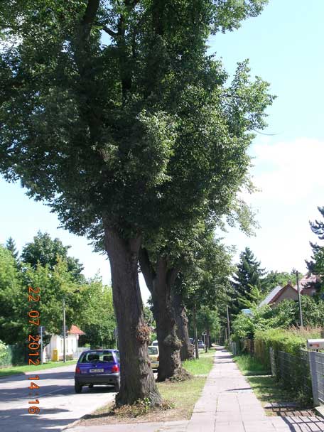 Foto von großen Alleebäumen in der Eisenbahnstraße sind zu sehen