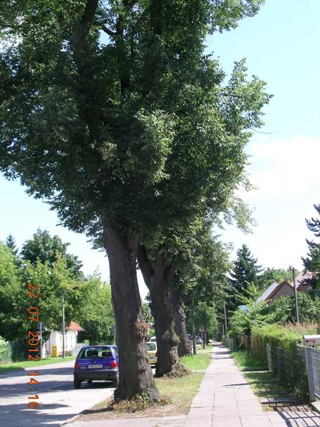 Alleebäume auf der westlichen Straßenseite, die im Gutachten mehrmals erwähnt wird Foto von großen Alleebäumen in der Eisenbahnstraße sind zu sehen
