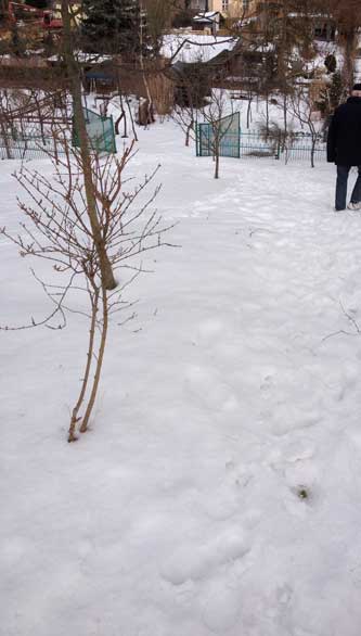 Schnee am Hang in Werder Foto vom Berg hinter dem Haus mit Schnee - Eisenbahnstraße