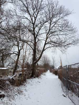 Foto von einem großen Baum in der Gasse heute