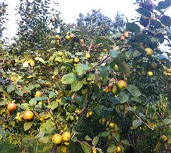 Foto von einem Apfelbaum im Garten - heute.