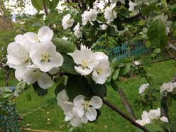 Foto von einem alten Apfelbaum mit Blüten. title=