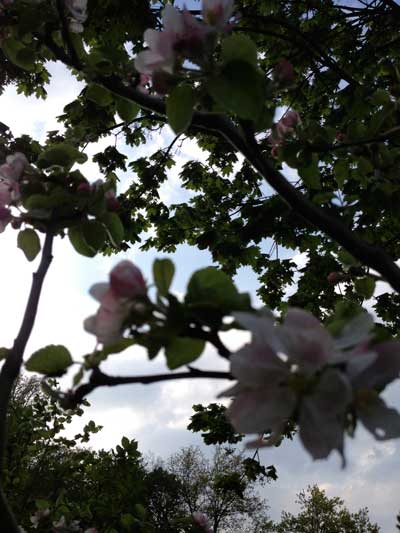 Foto von einem sehr alten blühenden Apfelbaum.