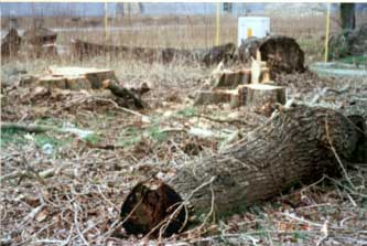 gesunde Eichen werden im Sommer 2001 gefällt Foto von gefällten dicken Eichen vor dem Stadtarchiv - Havelauen