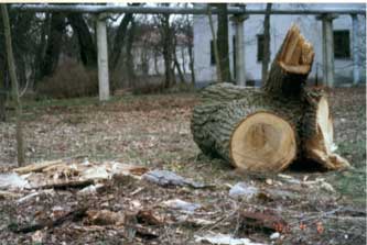 gesunde Eichen werden im Sommer 2001 gefällt Foto von gefällten dicken Eichen vor dem Stadtarchiv - Havelauen