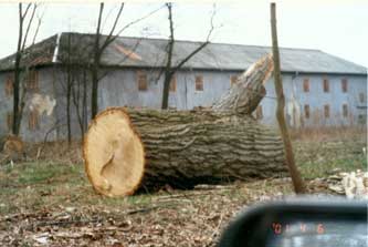 gesunde Eichen werden im Sommer 2001 gefällt Foto von gefällten dicken Eichen vor dem Stadtarchiv - Havelauen