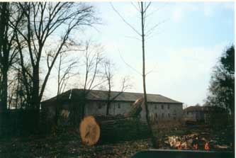 gesunde Eichen werden im Sommer 2001 gefällt Foto von gefällten dicken Eichen vor dem Stadtarchiv - Havelauen