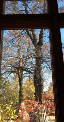 Blick durch das Fenster auf die Straße mit den Linden heute Mittag Foto aus dem Fenster an der Straße - heute Mittag.