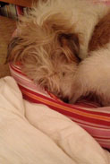Foto vom Hund Foto von Hund ist zu sehen.