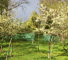 Foto von Obstbäumen im Garten - heute.