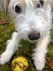 Foto von Hund mit Ball auf Wiesenfläche in der Eisenbahnstraße.