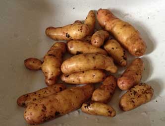 Foto von Kartoffeln, die länglich aussehen