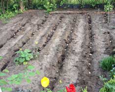 im Garten ein Beet mit Furchen Foto von einem Beet mit Furchen und Kartoffeln ist zu sehen - heute.