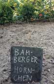 Bamberger H. Foto von einer kleine Ackerfläche im Garten.