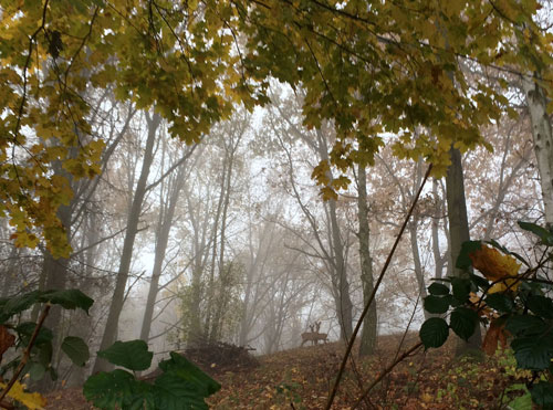 Foto von Wald und Reh ist zu sehen - heute.