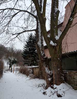 Foto von einem großen Baum in der Gasse heute