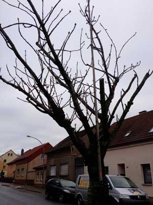 Blick auf einen Baum, der krank ist und verfällt