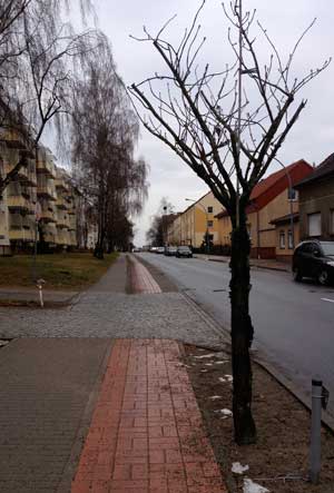 Blick auf einen Baum und den Straßenraum