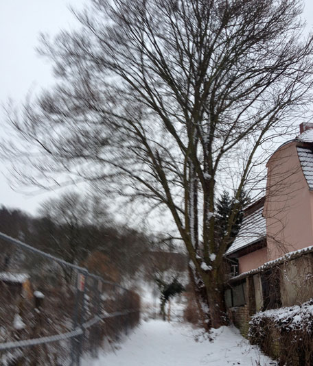 der Baum muß auch weg... Foto von dem großen Baum im öffentlichen Weg ist abgebildet.