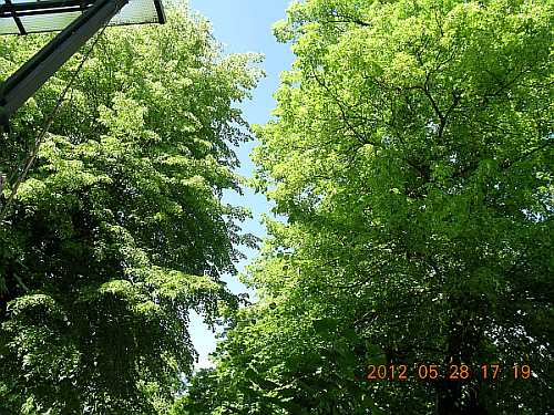 Die Linden in der Eisenbahnstraße am 28. Mai 2012