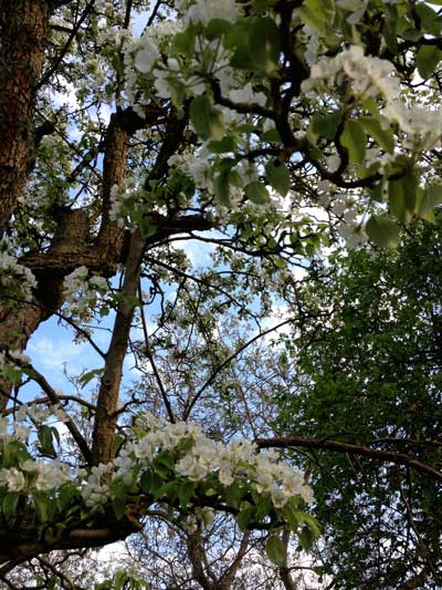 Foto von einem sehr alten blühenden Birnbaum.