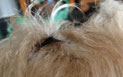 Hundeauge heute Foto von Hundeauge ist zu sehen.