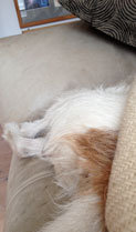 heute Hund auf Sofa Foto von einem Hund auf einem Sofa von hinten - heute