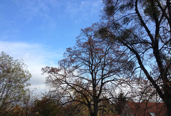 Foto von Himmel und Baumkronen - heute früh.