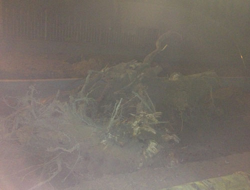 Foto von Baumstumpf im Dunklen  ist zu sehen.