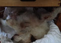 Blick auf Hund unter einem Ofen - heute - ist zu sehen.