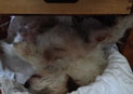 Hund unter dem Backofen heute Blick auf Hund unter einem Ofen - heute - ist zu sehen.
